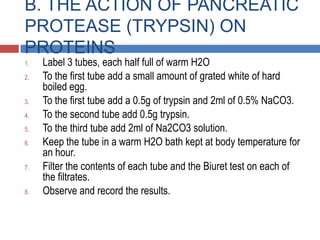 Action of Pancreatic Protease (Trypsin) on Proteins