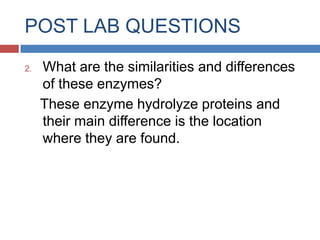 POST LAB QUESTIONSWhat are the enzymes used in Protein Digestion?Gastric Protease (Pepsin)Pancreatic Protease (Trypsin)Small intestine enzymes (peptidases)