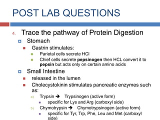 POST LAB QUESTIONSWhat are the factors that would bring about Protein digestion?the acidity of the food and of the stomach