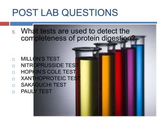 the presence of any digestion inhibitors, such as antacidsPOST LAB QUESTIONSTrace the pathway of Protein DigestionStomachGastrin stimulates:Parietal cells secrete HClChief cells secrete pepsinogen then HCL convert it to pepsin but acts only on certain amino acidsSmall Intestinereleased in the lumenCholecystokinin stimulates pancreatic enzymes such as:TrypsinTrypsinogen (active form)specific for Lys and Arg (carboxyl side)ChymotrypsinChymotrypsinogen (active form)specific for Tyr, Trp, Phe, Leu and Met (carboxyl side) 