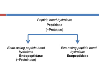 Peptide bond hydrolasePeptidase(=Protease)Endo-acting peptide bond hydrolaseEndopeptidase(=Proteinase) Exo-acting peptide bond hydrolaseExopeptidase