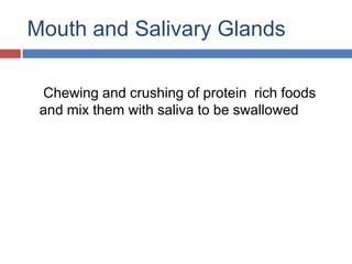 Mouth and Salivary Glands	 Chewing and crushing of protein  rich foods and mix them with saliva to be swallowed