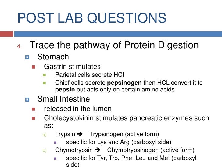 😀 Protein digestion lab with egg. Protein Digestion Experiment. 20190305