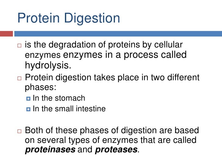 Protein digestion