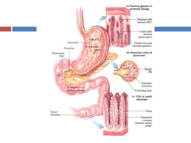 protein digestion
