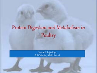Protein Digestion and Metabolism in
Poultry
Saurabh Rajvaidya
PhD Scholar, NDRI, Karnal
 