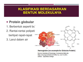 KLASIFIKASI BERDASARKAN
BENTUK MOLEKULNYA
 Protein globular
1. Berbentuk seperti bola
2. Rantai-rantai polipetida
berlipat rapat-rapat
3. Larut dalam air
 