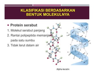 KLASIFIKASI BERDASARKAN
BENTUK MOLEKULNYA
 Protein serabut
1. Molekul serabut panjang
2. Rantai polipeptida memanjang
pada satu sumbu
3. Tidak larut dalam air
Αlpha-keratin
 