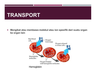 TRANSPORT
 Mengikat atau membawa molekul atau ion spesifik dari suatu organ
ke organ lain
Hemoglobin
 