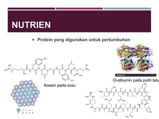 NUTRIEN
 Protein yang digunakan untuk pertumbuhan
Kasein pada susu
Ovalbumin pada putih telu
 