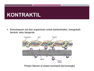 KONTRAKTIL
 Kemampuan sel dan organisme untuk berkontraksi, mengubah
bentuk, atau bergerak.
Protein filamen di sistem kontraktil otot kerangka
 