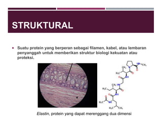 STRUKTURAL
 Suatu protein yang berperan sebagai filamen, kabel, atau lembaran
penyanggah untuk memberikan struktur biologi kekuatan atau
proteksi.
Elastin, protein yang dapat merenggang dua dimensi
 