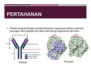 PERTAHANAN
 Protein yang berfungsi mempertahankan organisme dalam melawan
serangan oleh spesies lain atau melindungi organisme dari luka.
Antibodi Thrombin
 
