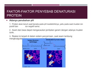 FAKTOR-FAKTOR PENYEBAB DENATURASI
PROTEIN
 Adanya perubahan pH
1. Protein akan keruh saat berada pada pH isoelektriknya, yaitu pada saat muatan ion
positif dan ion negatif sama.
2. Asam dan basa dapat mengacaukan jembatan garam dengan adanya muatan
ionik.
3. Reaksi ini terjadi di dalam sistem pencernaan, saat asam lambung
mengkoagulasi susu yang dikonsumsi.
 