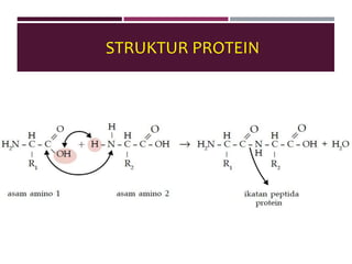 STRUKTUR PROTEIN
 