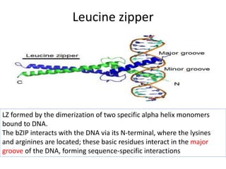 Leucine zipper
LZ formed by the dimerization of two specific alpha helix monomers
bound to DNA.
The bZIP interacts with the DNA via its N-terminal, where the lysines
and arginines are located; these basic residues interact in the major
groove of the DNA, forming sequence-specific interactions