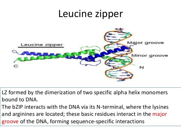 protein backbone versus dna protein backbone versus dna