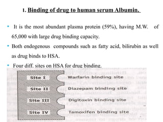 Protein drug binding | PPT