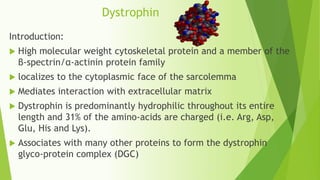Protein and protein Dystrophin | PPTX
