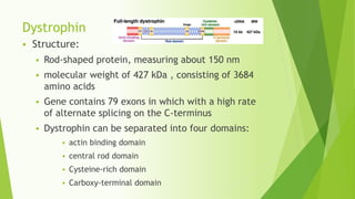 Protein and protein Dystrophin | PPTX