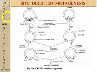 12
SITE DIRECTED MUTAGENESIS
MUTATIONS
M
E
T
H
O
D
S
I
T
E
D
I
R
E
C
T
E
D
Fig.No.5- PCR-based mutagenesis
FOR
 