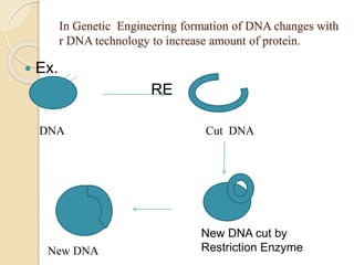 In Genetic Engineering formation of DNA changes with
r DNA technology to increase amount of protein.
 Ex.
RE
DNA Cut DNA
New DNA cut by
Restriction Enzyme
New DNA
 