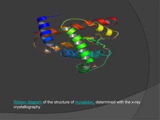 Ribbon diagram of the structure of myoglobin determined with the x-ray crystallography