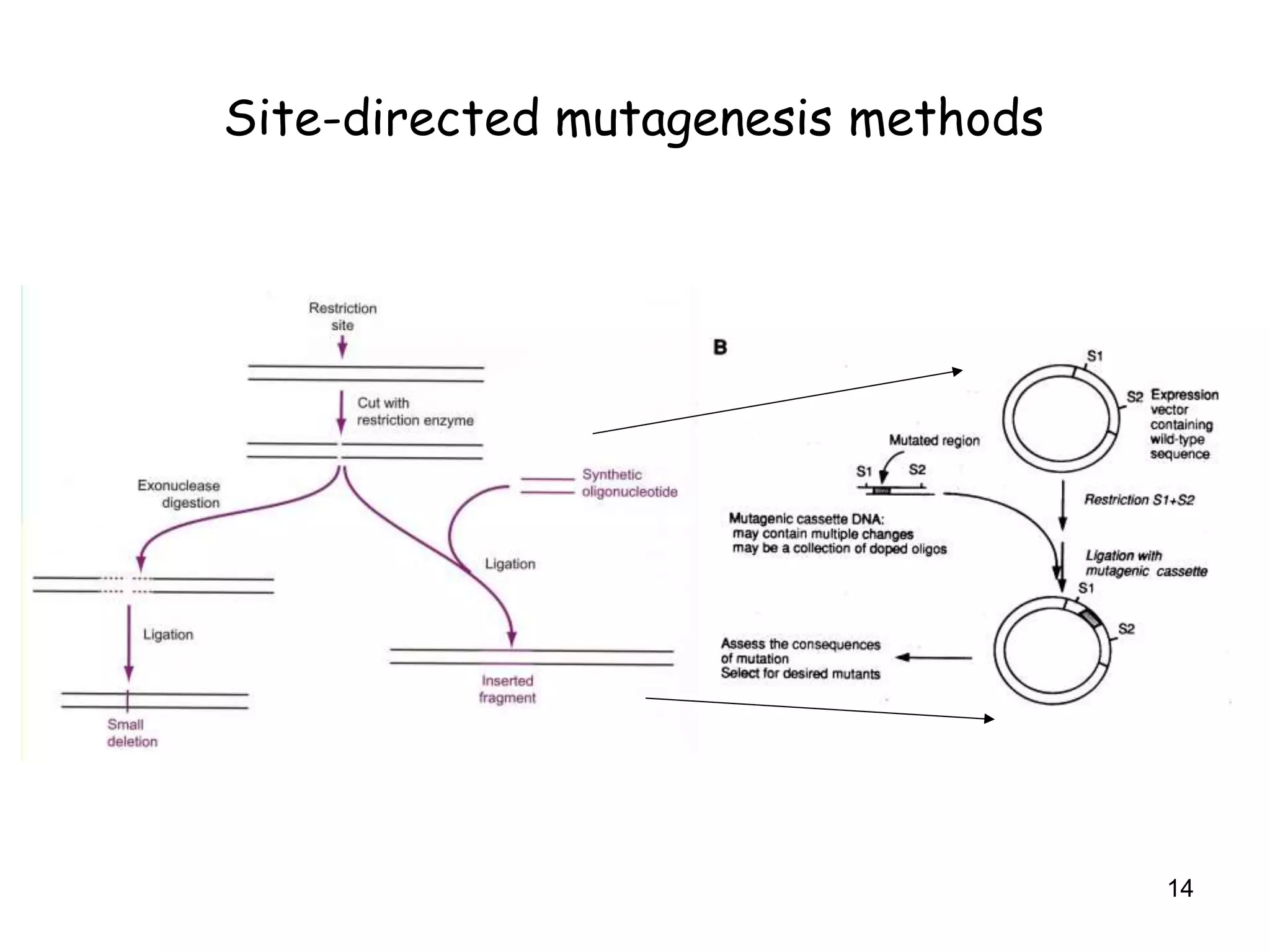 Site-directed mutagenesis methods
14
 