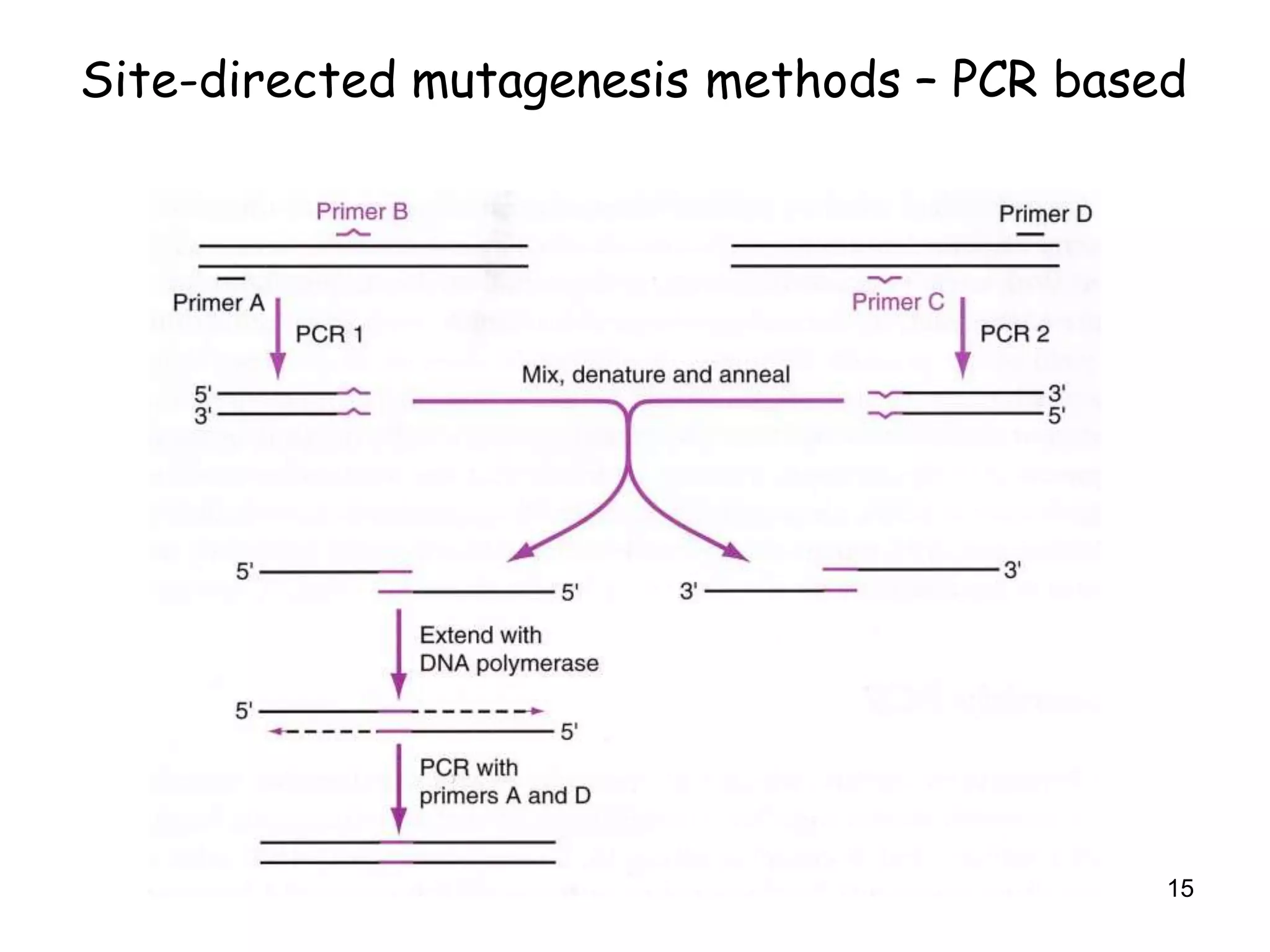 Site-directed mutagenesis methods – PCR based
15
 