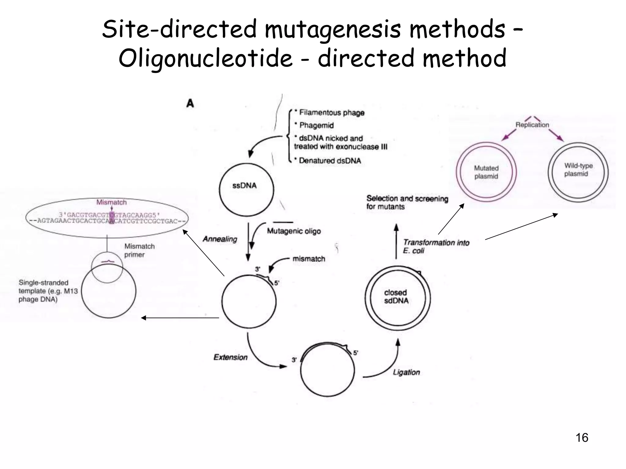 Site-directed mutagenesis methods –
Oligonucleotide - directed method
16
 