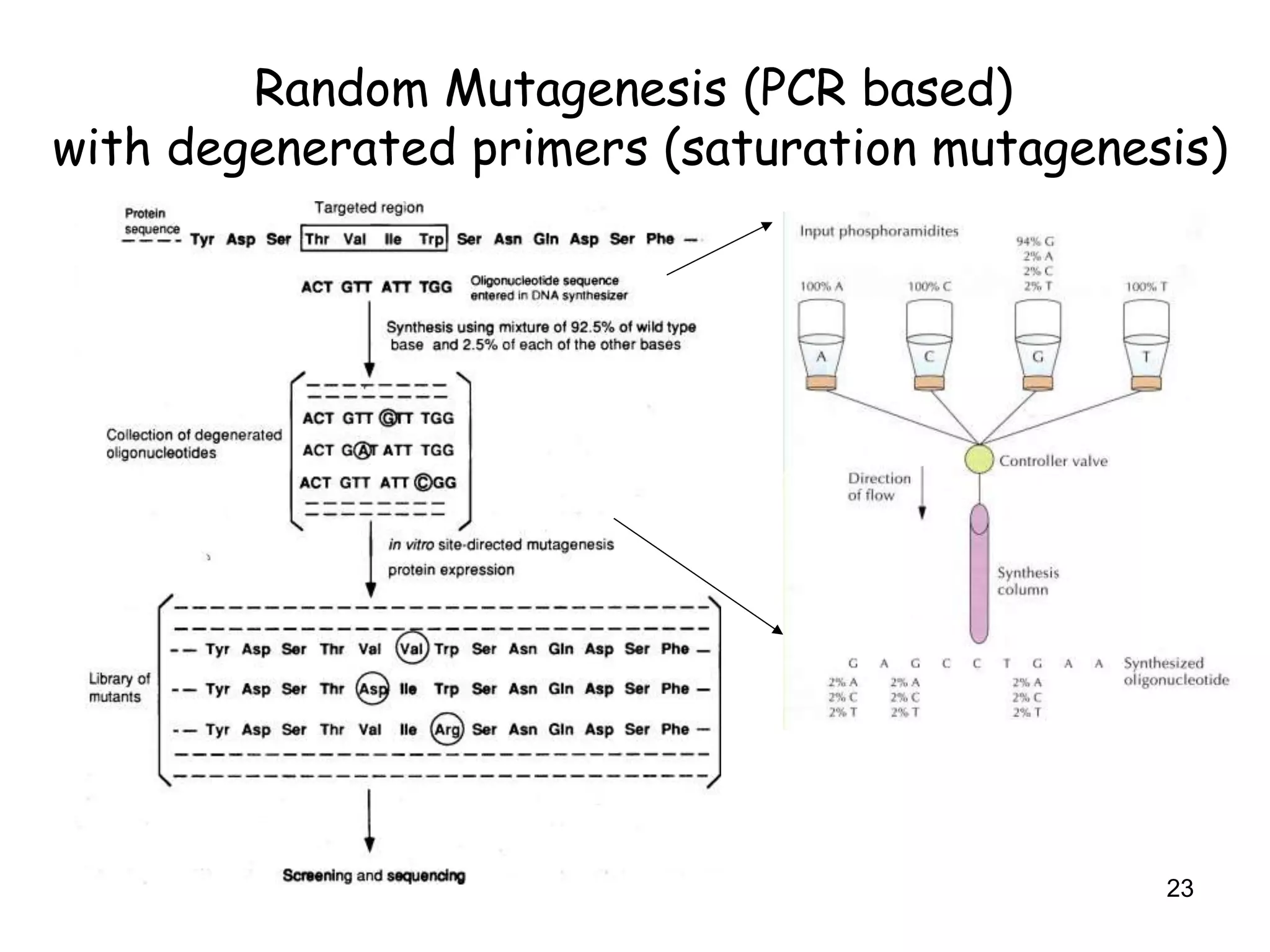 Random Mutagenesis (PCR based)
with degenerated primers (saturation mutagenesis)
23
 