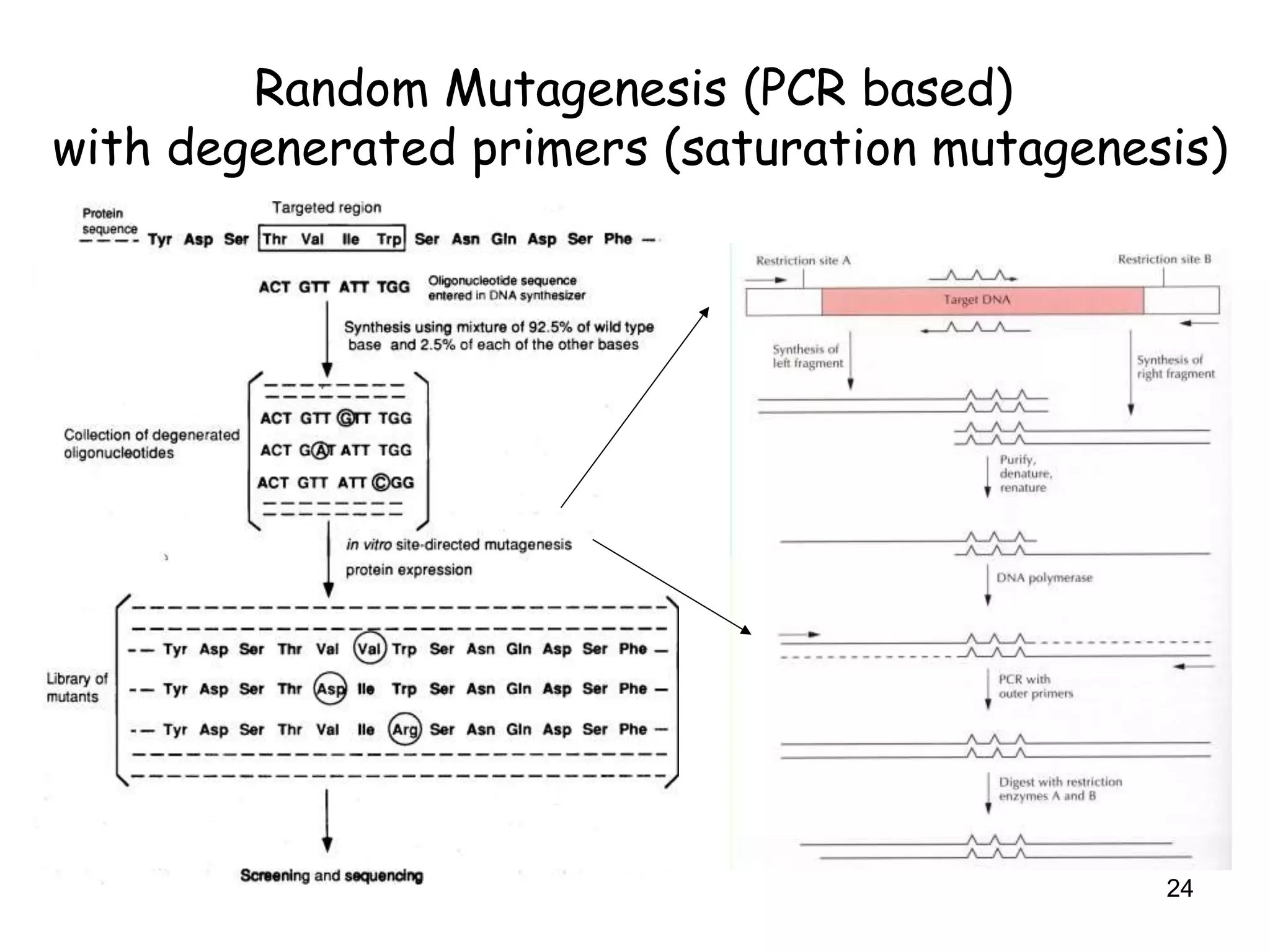 Random Mutagenesis (PCR based)
with degenerated primers (saturation mutagenesis)
24
 