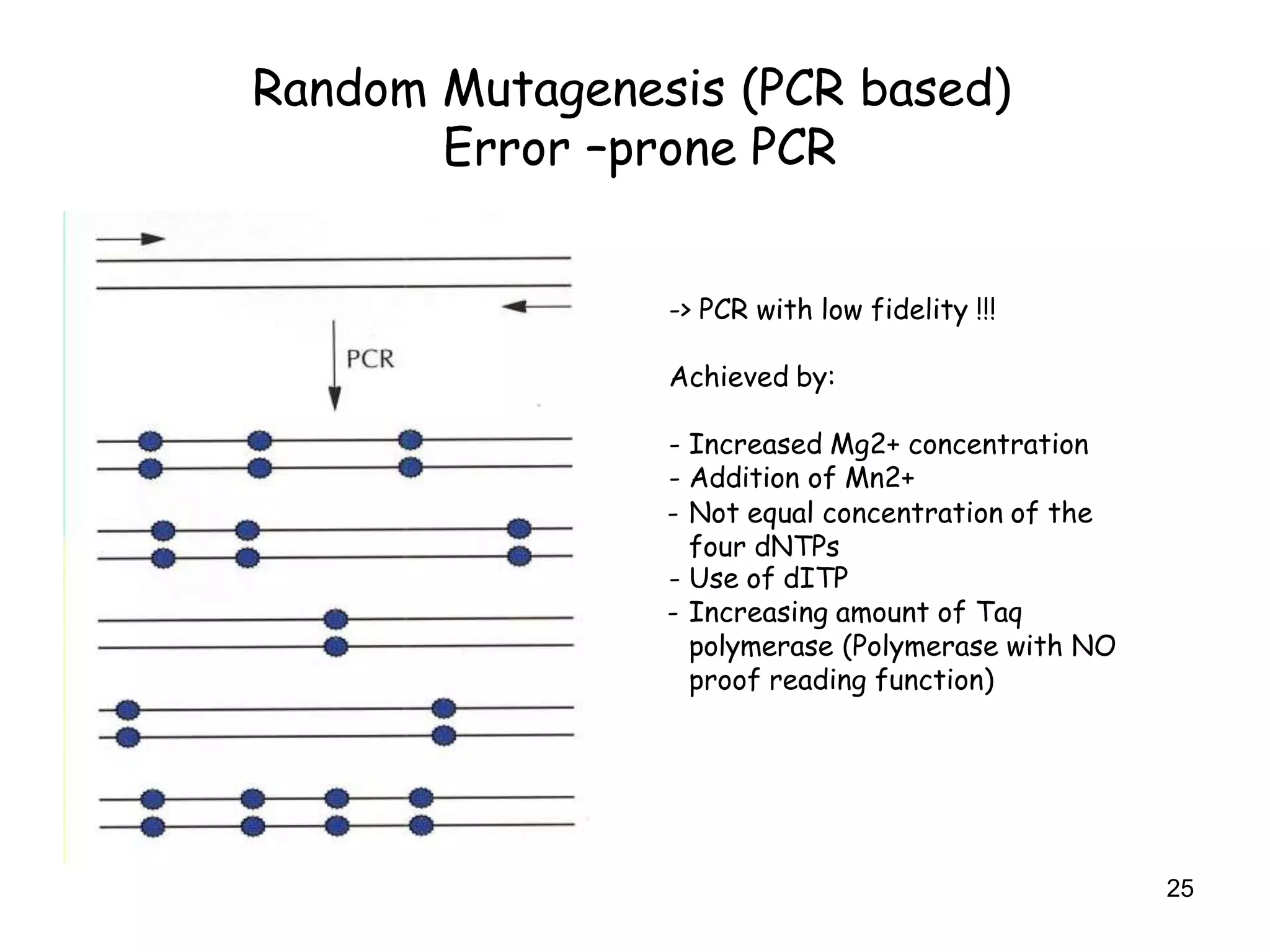 Random Mutagenesis (PCR based)
Error –prone PCR
-> PCR with low fidelity !!!
Achieved by:
- Increased Mg2+ concentration
- Addition of Mn2+
- Not equal concentration of the
four dNTPs
- Use of dITP
- Increasing amount of Taq
polymerase (Polymerase with NO
proof reading function)
25
 