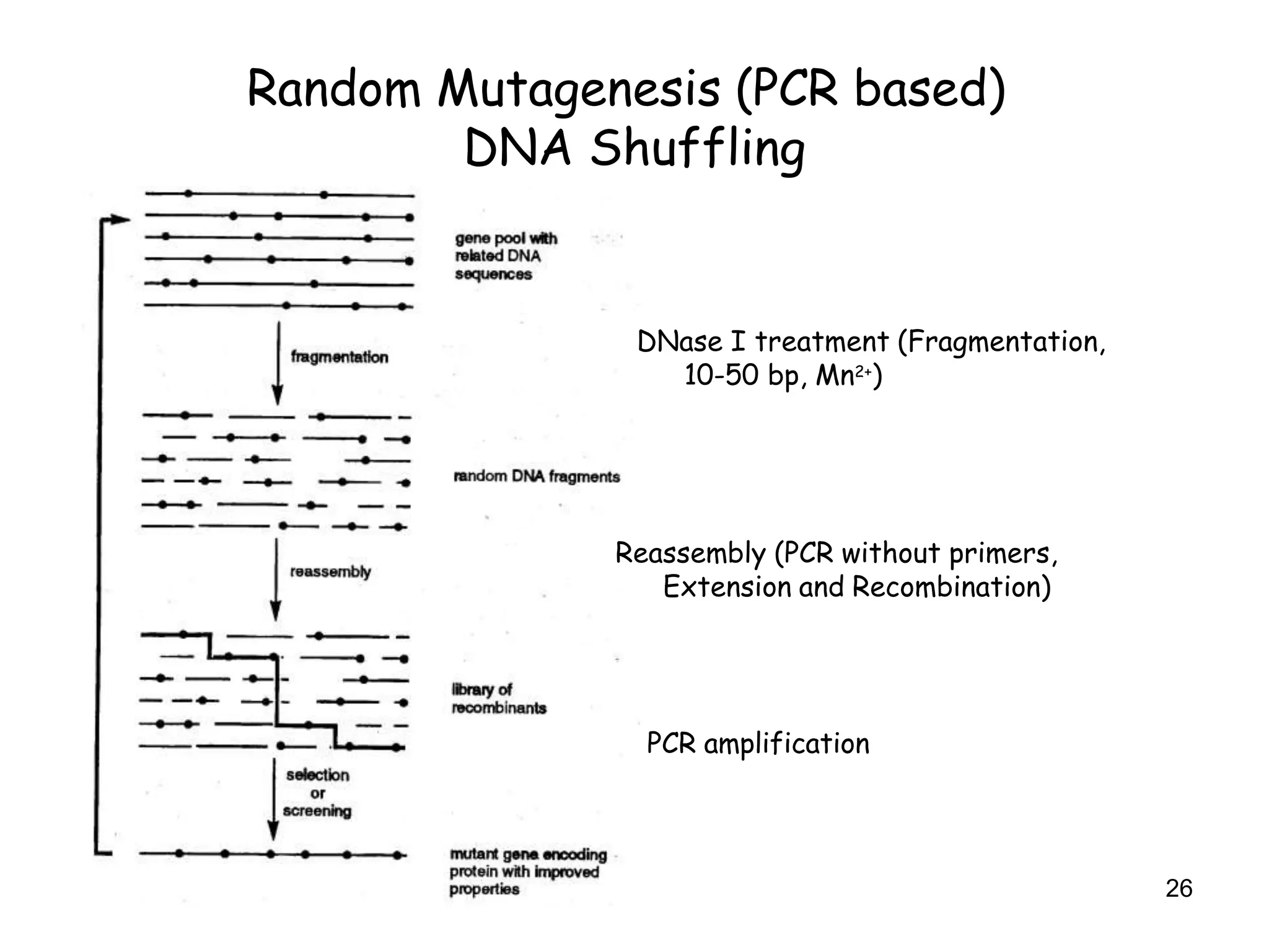 Random Mutagenesis (PCR based)
DNA Shuffling
26
DNase I treatment (Fragmentation,
10-50 bp, Mn2+)
Reassembly (PCR without primers,
Extension and Recombination)
PCR amplification
 