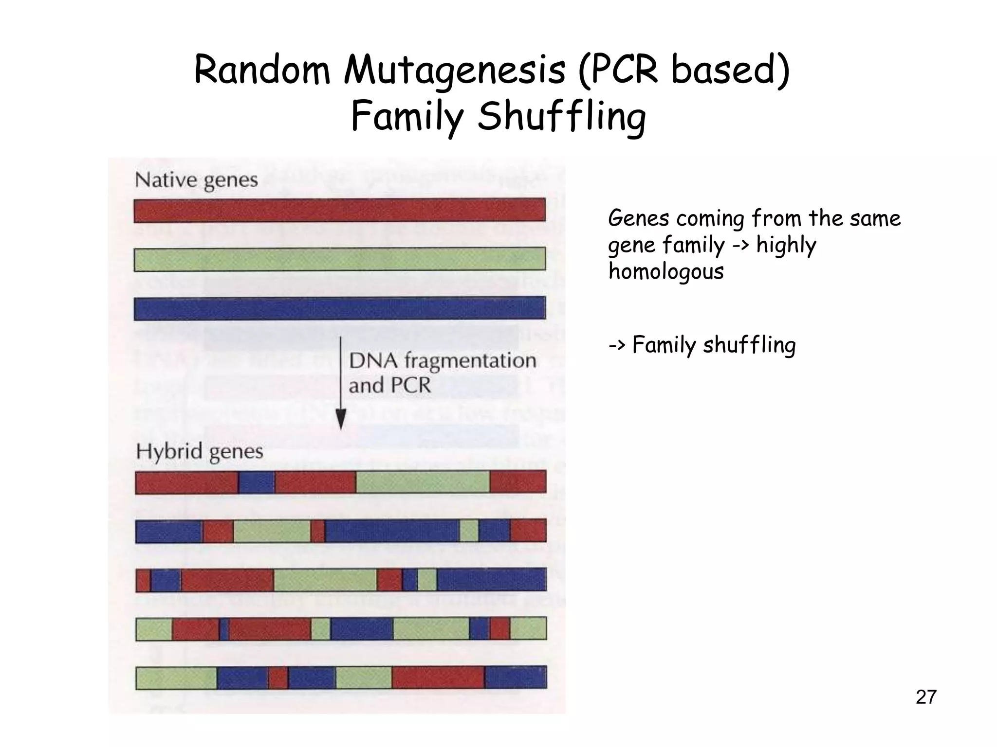 Random Mutagenesis (PCR based)
Family Shuffling
Genes coming from the same
gene family -> highly
homologous
-> Family shuffling
27
 