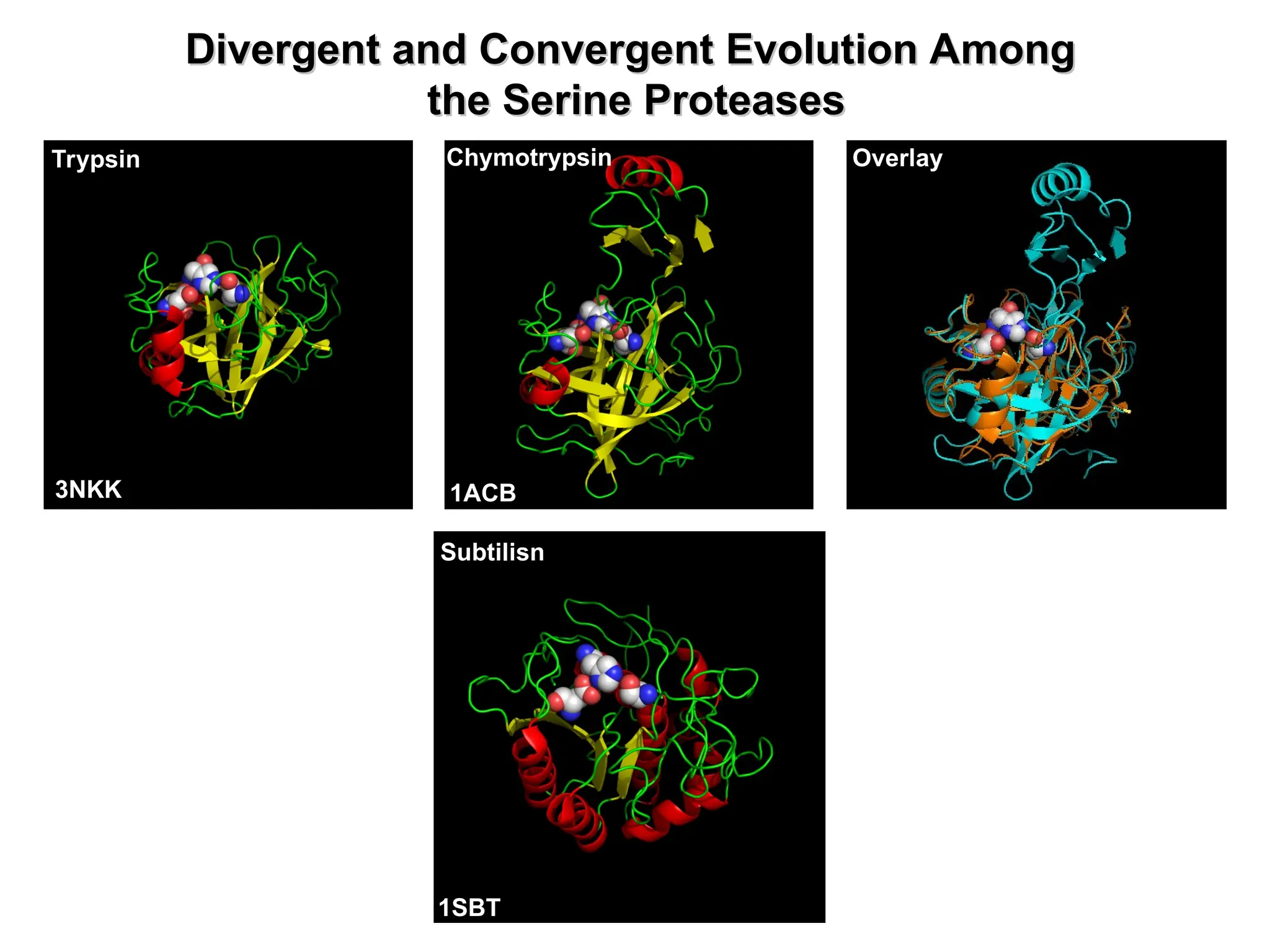 Trypsin
3NKK
Chymotrypsin
1ACB
Overlay
Subtilisn
1SBT
Divergent and Convergent Evolution Among
Divergent and Convergent Evolution Among
the Serine Proteases
the Serine Proteases
 
