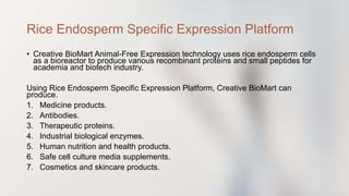 • Creative BioMart Animal-Free Expression technology uses rice endosperm cells
as a bioreactor to produce various recombinant proteins and small peptides for
academia and biotech industry.
Using Rice Endosperm Specific Expression Platform, Creative BioMart can
produce.
1. Medicine products.
2. Antibodies.
3. Therapeutic proteins.
4. Industrial biological enzymes.
5. Human nutrition and health products.
6. Safe cell culture media supplements.
7. Cosmetics and skincare products.
Rice Endosperm Specific Expression Platform
 