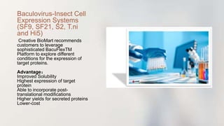 Baculovirus-Insect Cell
Expression Systems
(SF9, SF21, S2, T.ni
and Hi5)
Creative BioMart recommends
customers to leverage
sophisticated BacuFlexTM
Platform to explore different
conditions for the expression of
target proteins.
Advantage：
Improved Solubility
Highest expression of target
protein
Able to incorporate post-
translational modifications
Higher yields for secreted proteins
Lower-cost
 