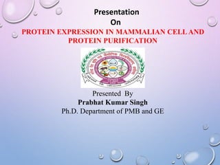 Presentation
On
PROTEIN EXPRESSION IN MAMMALIAN CELLAND
PROTEIN PURIFICATION
Presented By
Prabhat Kumar Singh
Ph.D. Department of PMB and GE
 
