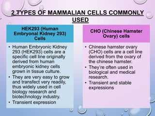 PROTEIN EXPRESSION IN MAMMALIAN CELLS.pptx