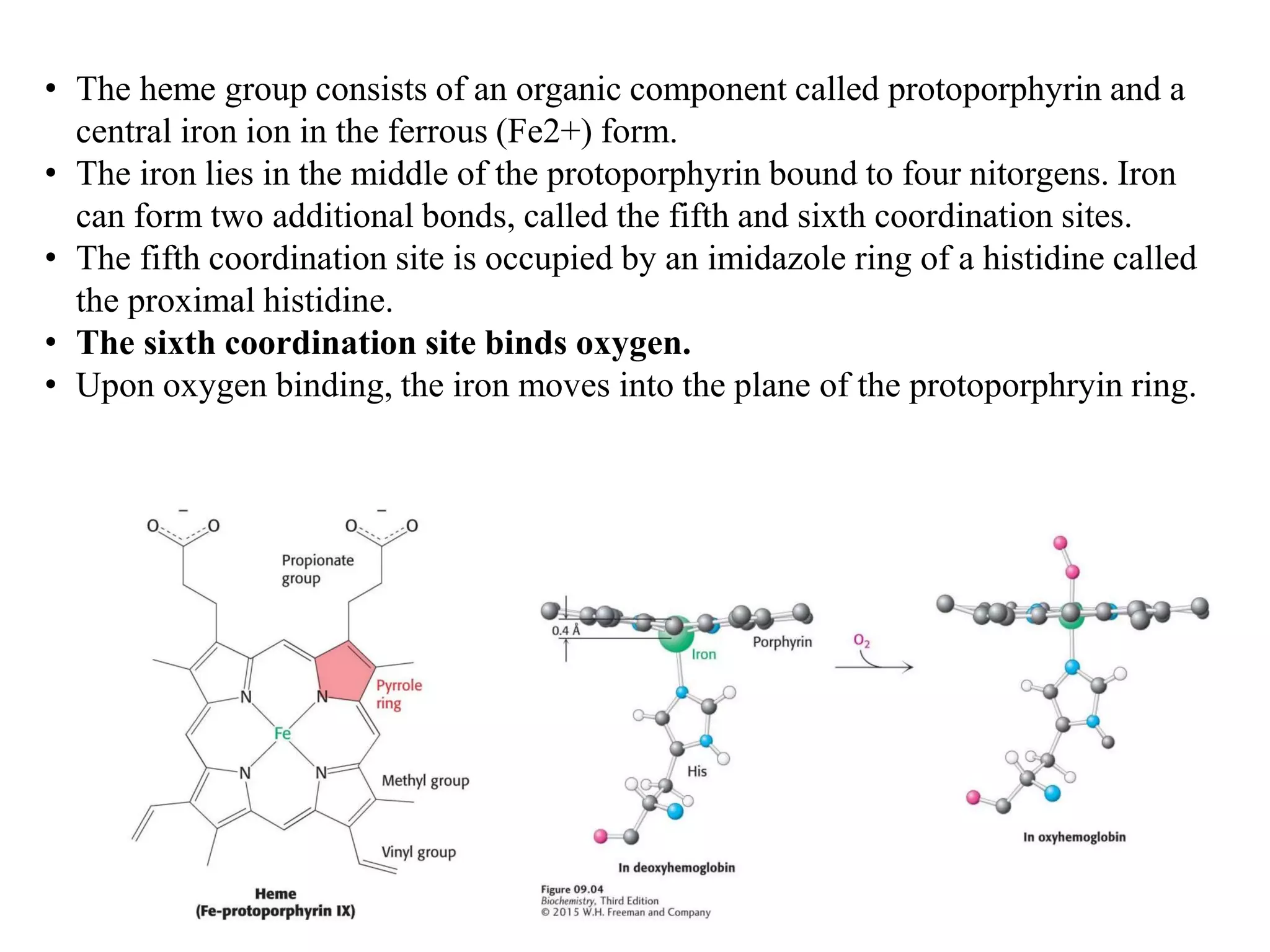 • The heme group consists of an organic component called protoporphyrin and a
central iron ion in the ferrous (Fe2+) form.
• The iron lies in the middle of the protoporphyrin bound to four nitorgens. Iron
can form two additional bonds, called the fifth and sixth coordination sites.
• The fifth coordination site is occupied by an imidazole ring of a histidine called
the proximal histidine.
• The sixth coordination site binds oxygen.
• Upon oxygen binding, the iron moves into the plane of the protoporphryin ring.
 