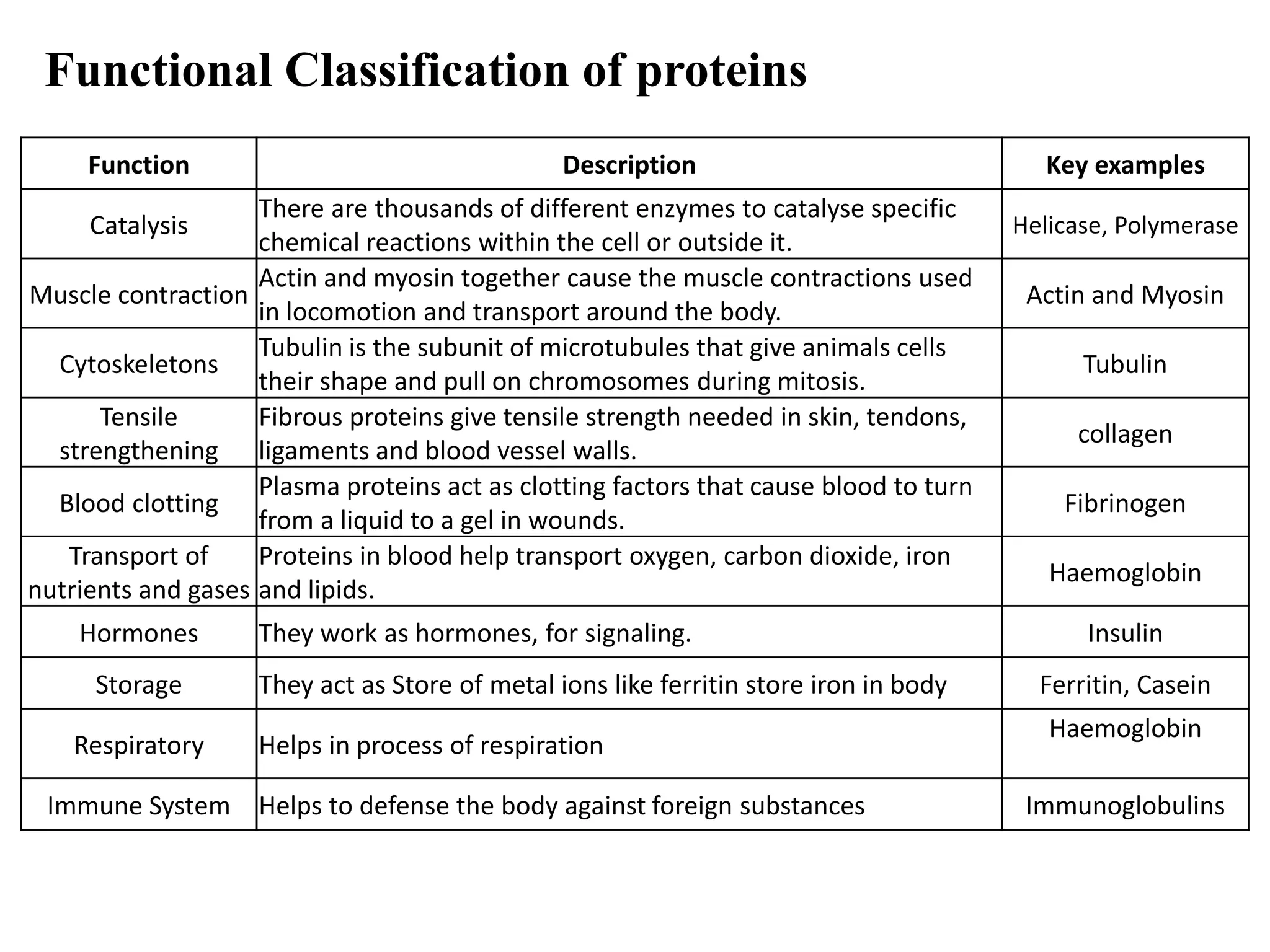 Function Description Key examples
Catalysis
There are thousands of different enzymes to catalyse specific
chemical reactions within the cell or outside it.
Helicase, Polymerase
Muscle contraction
Actin and myosin together cause the muscle contractions used
in locomotion and transport around the body.
Actin and Myosin
Cytoskeletons
Tubulin is the subunit of microtubules that give animals cells
their shape and pull on chromosomes during mitosis.
Tubulin
Tensile
strengthening
Fibrous proteins give tensile strength needed in skin, tendons,
ligaments and blood vessel walls.
collagen
Blood clotting
Plasma proteins act as clotting factors that cause blood to turn
from a liquid to a gel in wounds.
Fibrinogen
Transport of
nutrients and gases
Proteins in blood help transport oxygen, carbon dioxide, iron
and lipids.
Haemoglobin
Hormones They work as hormones, for signaling. Insulin
Storage They act as Store of metal ions like ferritin store iron in body Ferritin, Casein
Respiratory Helps in process of respiration
Haemoglobin
Immune System Helps to defense the body against foreign substances Immunoglobulins
Functional Classification of proteins
 