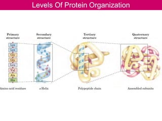 Comprehensive Overview of Proteins: Structure, Function, and ...