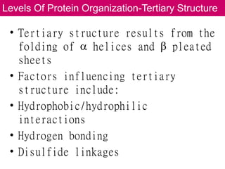 Comprehensive Overview of Proteins: Structure, Function, and ...