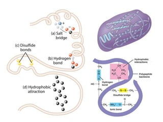 Comprehensive Overview of Proteins: Structure, Function, and ...