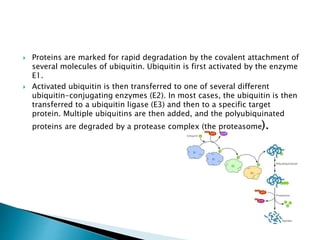  Proteins are marked for rapid degradation by the covalent attachment of
several molecules of ubiquitin. Ubiquitin is first activated by the enzyme
E1.
 Activated ubiquitin is then transferred to one of several different
ubiquitin-conjugating enzymes (E2). In most cases, the ubiquitin is then
transferred to a ubiquitin ligase (E3) and then to a specific target
protein. Multiple ubiquitins are then added, and the polyubiquinated
proteins are degraded by a protease complex (the proteasome).
 