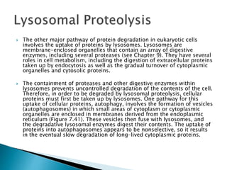  The other major pathway of protein degradation in eukaryotic cells
involves the uptake of proteins by lysosomes. Lysosomes are
membrane-enclosed organelles that contain an array of digestive
enzymes, including several proteases (see Chapter 9). They have several
roles in cell metabolism, including the digestion of extracellular proteins
taken up by endocytosis as well as the gradual turnover of cytoplasmic
organelles and cytosolic proteins.
 The containment of proteases and other digestive enzymes within
lysosomes prevents uncontrolled degradation of the contents of the cell.
Therefore, in order to be degraded by lysosomal proteolysis, cellular
proteins must first be taken up by lysosomes. One pathway for this
uptake of cellular proteins, autophagy, involves the formation of vesicles
(autophagosomes) in which small areas of cytoplasm or cytoplasmic
organelles are enclosed in membranes derived from the endoplasmic
reticulum (Figure 7.41). These vesicles then fuse with lysosomes, and
the degradative lysosomal enzymes digest their contents. The uptake of
proteins into autophagosomes appears to be nonselective, so it results
in the eventual slow degradation of long-lived cytoplasmic proteins.
 