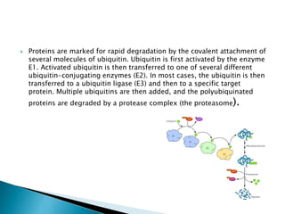  Proteins are marked for rapid degradation by the covalent attachment of
several molecules of ubiquitin. Ubiquitin is first activated by the enzyme
E1. Activated ubiquitin is then transferred to one of several different
ubiquitin-conjugating enzymes (E2). In most cases, the ubiquitin is then
transferred to a ubiquitin ligase (E3) and then to a specific target
protein. Multiple ubiquitins are then added, and the polyubiquinated
proteins are degraded by a protease complex (the proteasome).
 