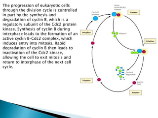 The progression of eukaryotic cells
through the division cycle is controlled
in part by the synthesis and
degradation of cyclin B, which is a
regulatory subunit of the Cdc2 protein
kinase. Synthesis of cyclin B during
interphase leads to the formation of an
active cyclin B–Cdc2 complex, which
induces entry into mitosis. Rapid
degradation of cyclin B then leads to
inactivation of the Cdc2 kinase,
allowing the cell to exit mitosis and
return to interphase of the next cell
cycle.
 