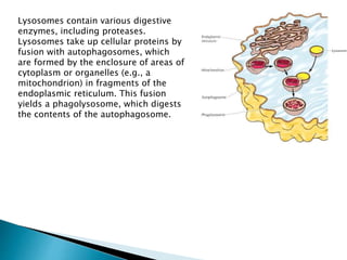 Lysosomes contain various digestive
enzymes, including proteases.
Lysosomes take up cellular proteins by
fusion with autophagosomes, which
are formed by the enclosure of areas of
cytoplasm or organelles (e.g., a
mitochondrion) in fragments of the
endoplasmic reticulum. This fusion
yields a phagolysosome, which digests
the contents of the autophagosome.
 
